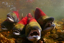 Sockeye / Red Salmon (Oncorhynchus nerka) migrating upstream to spawn, Adams river, British Columbia, Canada 2006