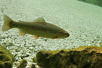 Rainbow trout (Salmo gairdneri / Oncorhynchus mykiss) Sava river, Slovenia, 2005