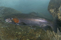 Rainbow trout (Salmo gairdneri / Oncorhynchus mykiss) Idrijca river, Slovenia, 2005