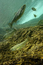 Rainbow trout (Salmo gairdneri / Oncorhynchus mykiss) in pool of the Lepena river, Slovenia 2006