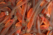Rainbow trout alevins (Salmo gairdneri / Oncorhynchus mykiss) hatchery, Switzerland, 2003