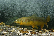 Marble trout (Salmo trutta marmorata) morph of the Brown Trout, at spawning ground, Tolminka river, Slovenia, 2005