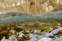Marble trout (Salmo trutta marmorata) morph of the Brown Trout, female at spawning ground, Tolminka river, Slovenia, 2005
