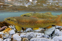 Marble trout (Salmo trutta marmorata) morph of the Brown Trout, male and female at spawning ground, Tolminka river, Slovenia, 2005