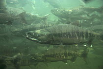 Chum / Dog Salmon (Oncorhynchus keta) in resting pool on migration upstream to spawn, Weaver Creek, British Columbia, Canada, 1989