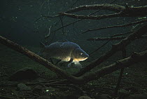 Carp (Cyprinus carpio) in forest pool close to the Aare River, Switzerland, 1992