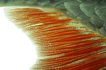Rudd (Scardinius erythrophthalmus) close up of anal fin, Europe, Captive