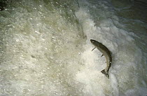 Lake trout (Salmo trutta lacustris) morph of Brown Trout, leaping upstream on migration to spawning ground from the Lac de Neuchâtel, Areuse River, Switzerland, 1989