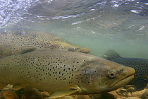 Lake trout (Salmo trutta lacustris) morph of Brown Trout, male and female (in foreground) at spawning ground, Areuse River, Switzerland 2006