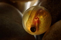 Lake trout (Salmo trutta lacustris) morph of Brown Trout, egg, Europe, Captive