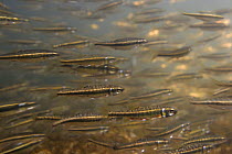 Minnow (Phoxinus phoxinus) in shallow water close to the shore, spawning time, Doubs river, France, 2005