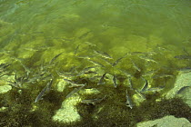 Roach (Rutilus rutilus) spawning, Canal de la Broaye, Fribourg, Switzerland 1998