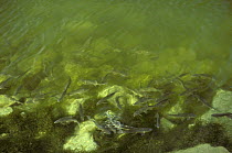 Roach (Rutilus rutilus) spawning, Canal de la Broye, Fribourg, Switzerland 1992