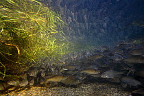 Roach (Rutilus rutilus) spawning behavior in tributary of the Lake of Seedorf, Fribourg, Switzerland 2006
