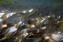 Roach (Rutilus rutilus) spawning behavior, tributary of the Lake of Seedorf, Fribourg, Switzerland 2006