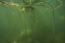 Pike (Esox lucius) hiding under aquatic vegetation, Doubs River, France, 2001