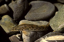 Stone loach (Nemacheilus / Barbatula barbatula)  inhabits the stones on riverbed, Saane River, Switzerland, 1990