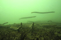 European Eel (Anguilla anguilla) juveniles migrating upstream, Rhine River, Switzerland, 1992