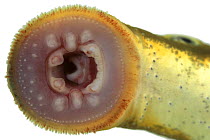 River lamprey (Lampetra fluviatilis) sucker with disk-shaped mouth with horny teeth, Europe, Captive