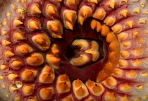 Sea lamprey (Petromyzon marinus) close up of disk-shaped mouth with horny teeth, Europe, Captive