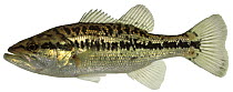 Large mouthed bass (Micropterus salmoides) Europe
