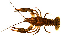Galician crayfish (Astacus leptodactylus) Europe