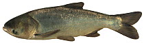 Bighead carp (Aristichthys nobilis) Europe