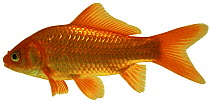Goldfish (Carassius auratus) Europe