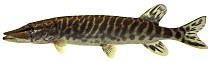 Pike (Esox lucius) Europe