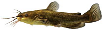 Black bullhead / American catfish (Ameiurus melas) Europe