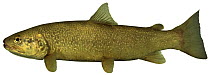 Marble trout (Salmo trutta marmorata) morph of the Brown Trout, Europe