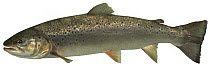 Sea trout (Salmo trutta trutta) morph of the Brown Trout, Europe
