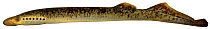 Sea lamprey (Petromyzon marinus) Europe