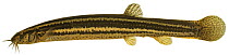 Weather fish (Misgurnus fossilis) Europe