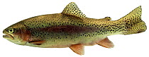 Rainbow trout (Salmo gairdneri / Oncorhynchus mykiss) Europe.