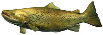 Lake trout (Salmo trutta lacustris) morph of the Brown Trout, Europe