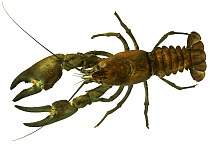 Signal crayfish (Pacifastacus leniusculus) Europe, introduced from North America
