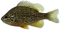 Pumpkinseed fish (Lepomis gibbosus) Europe