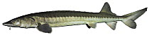 Common Atlantic sturgeon (Acipenser sturio) Europe