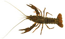 Louisiana crayfish (Procambarus clarkii) Europe