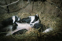 Badger (Meles meles) young sleeping in sett, UK