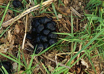 Roe deer (Capreolus capreolus) droppings, New Forest, Hampshire, UK