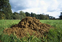 Mole hill /  mound of earth left in grass field by of European mole (Talpa europaea) UK