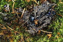 Badger {Meles meles} droppings showing beetle  elytra (wing cases), New Forest, Hampshire, UK