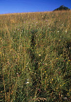 European Rabbit (Oryctolagus cuniculus) run in grassland, Devil's Dyke, Sussex, UK