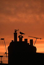 Herring gull (Larus argentatus) silhouetted on rooftop at sunset, UK.