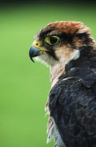 Lanner Falcon (Falco biarmicus) head portrait, captive, UK