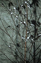 Pied Wagtails (Motacilla alba yarrellii) roosting in tree in a car park at night, Sussex, UK