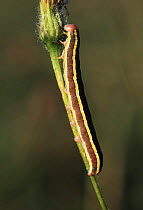 Broom moth (Ceramica Pisi) larva, Devil's Dyke, Sussex, UK