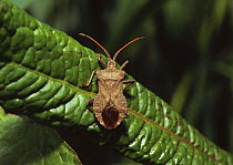 Squash bug (Coreus marginatus) on dock leaf, Sussex, UK